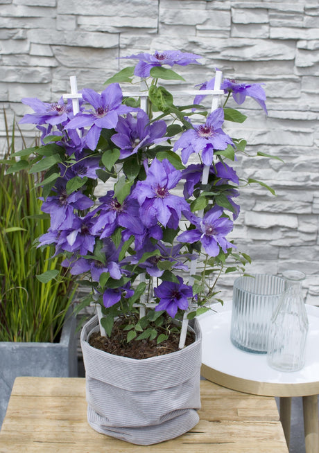 Livraison plante Clematite