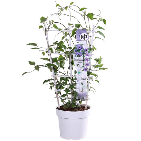 Livraison plante Clematite