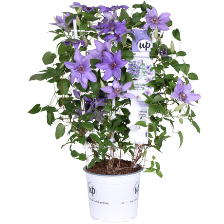 Livraison plante Clematite