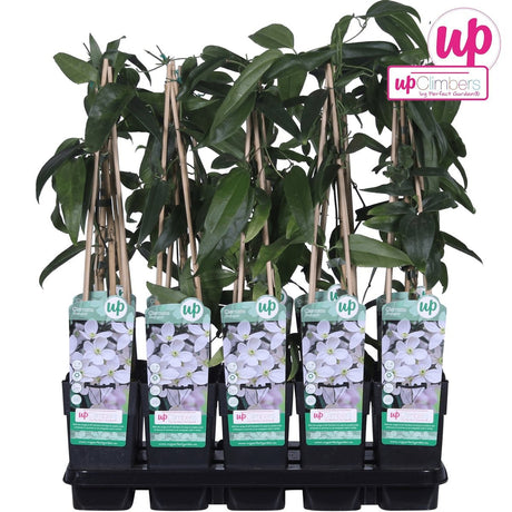 Livraison plante Clematite armandii - ↨65cm - Ø15 - plante fleurie d'extérieur