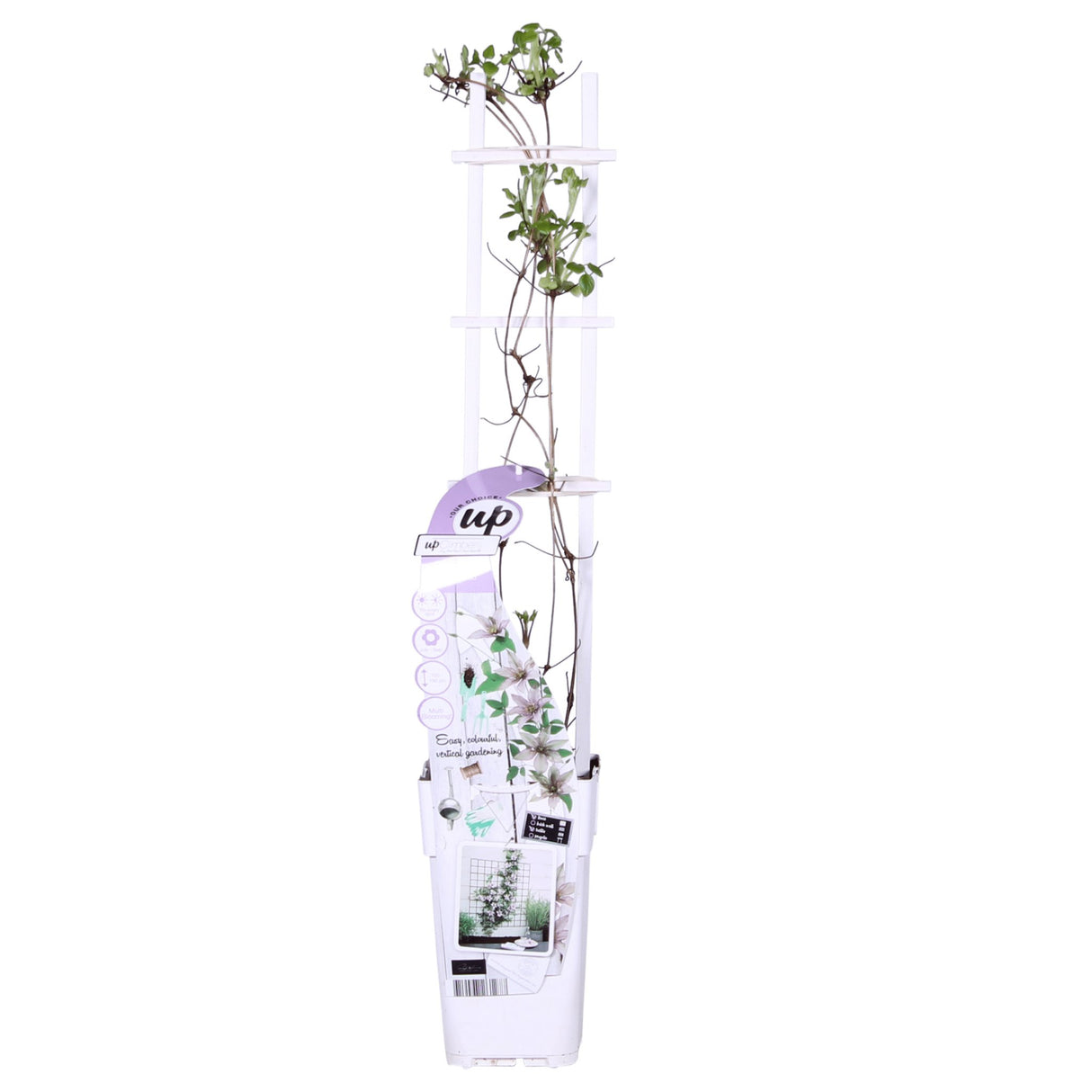 Livraison plante Clematite Boulevard® Samaritan JO ™ - ↨65cm - Ø15 - plante d'extérieur fleurie grimpante
