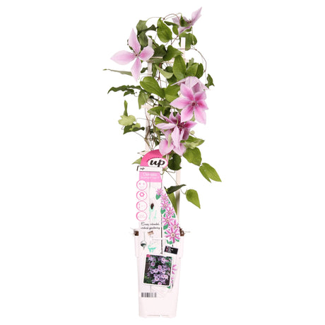 Livraison plante Clematite Boulevard® Yuan ™ - ↨65cm - Ø15 - plante grimpante fleurie