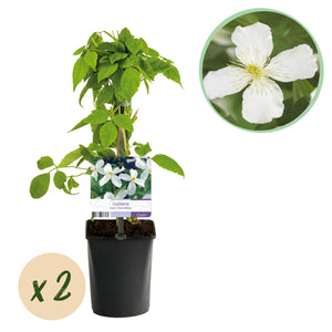 Livraison plante Clématite Montana Grandiflora – Lot de 2 – Pot 11 cm