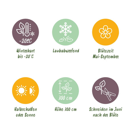 Livraison plante Clématite Rainbow – Lot de 4 – Pot 11 cm – Hauteur 40 cm