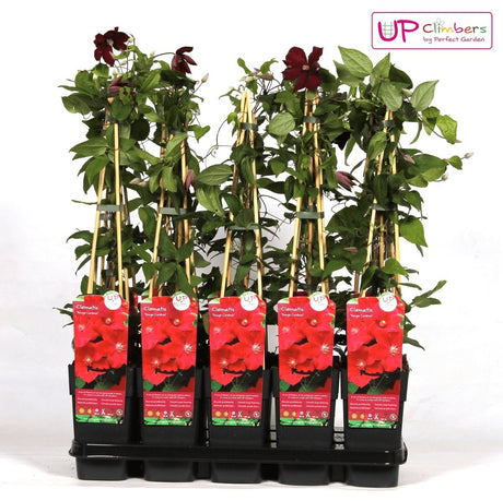 Livraison plante Clematite Rouge Cardinal - ↨65cm - Ø15 - plante d'extérieur fleurie grimpante