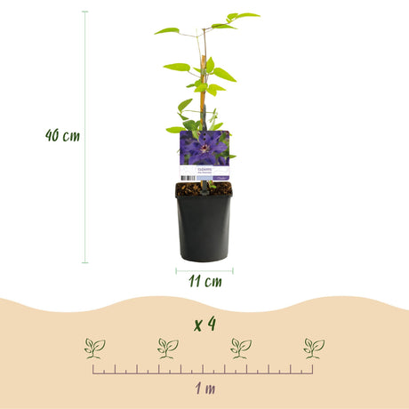 Livraison plante Clématite The President – Lot de 2 – Hauteur 40 cm