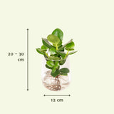 Livraison plante Clusia en hydroculture et son vase en verre - h30cm, Ø12cm