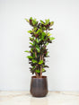 Livraison plante Codiaeum Iceton croton