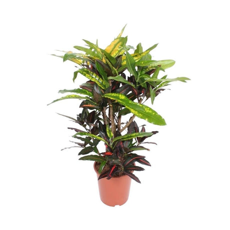 Livraison plante Codiaeum Mango