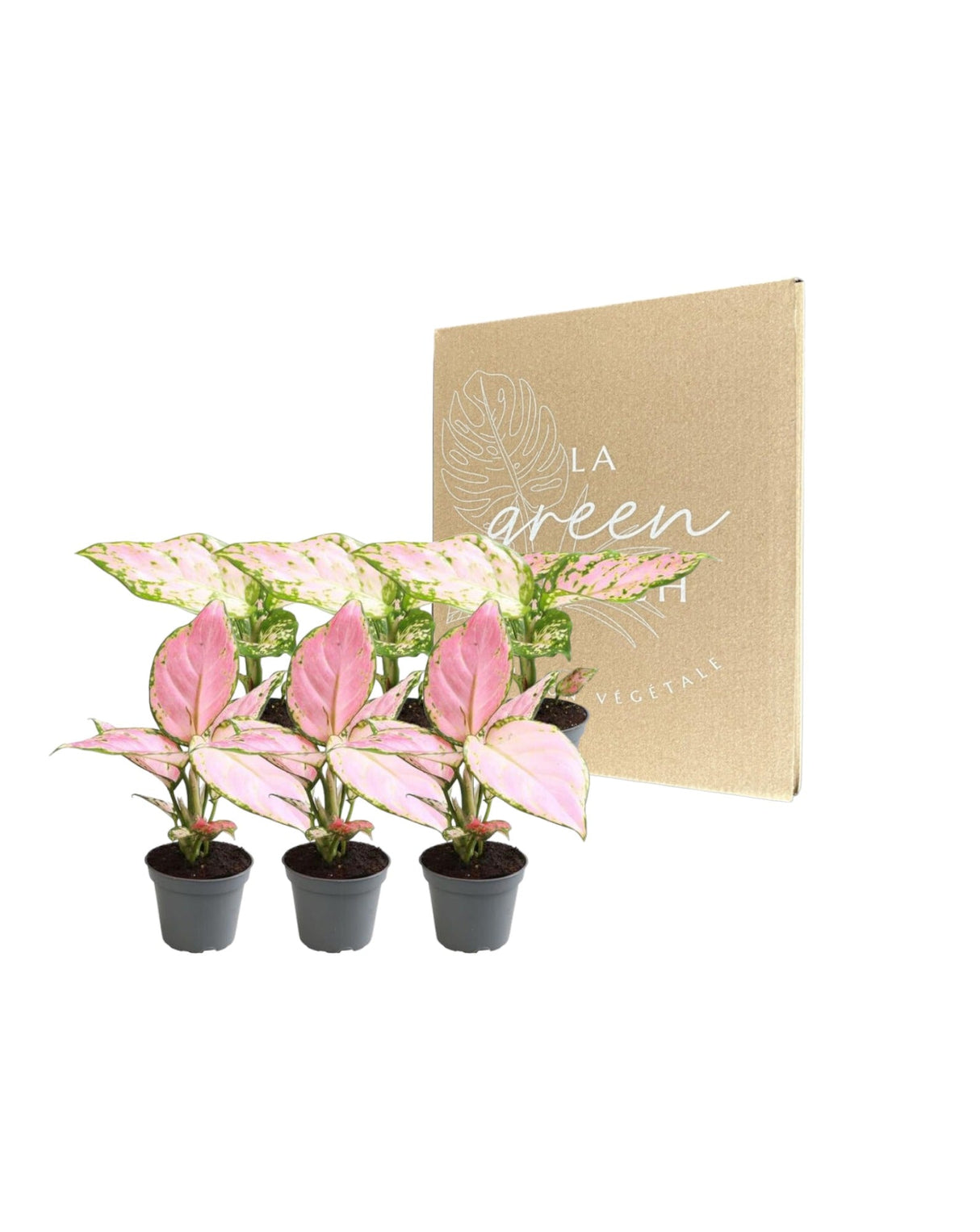 Livraison plante Coffret Aglaonema - Lot de 6 plantes