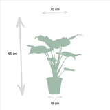 Livraison plante Coffret Alocasia Cucullata - Lot de 2 plantes