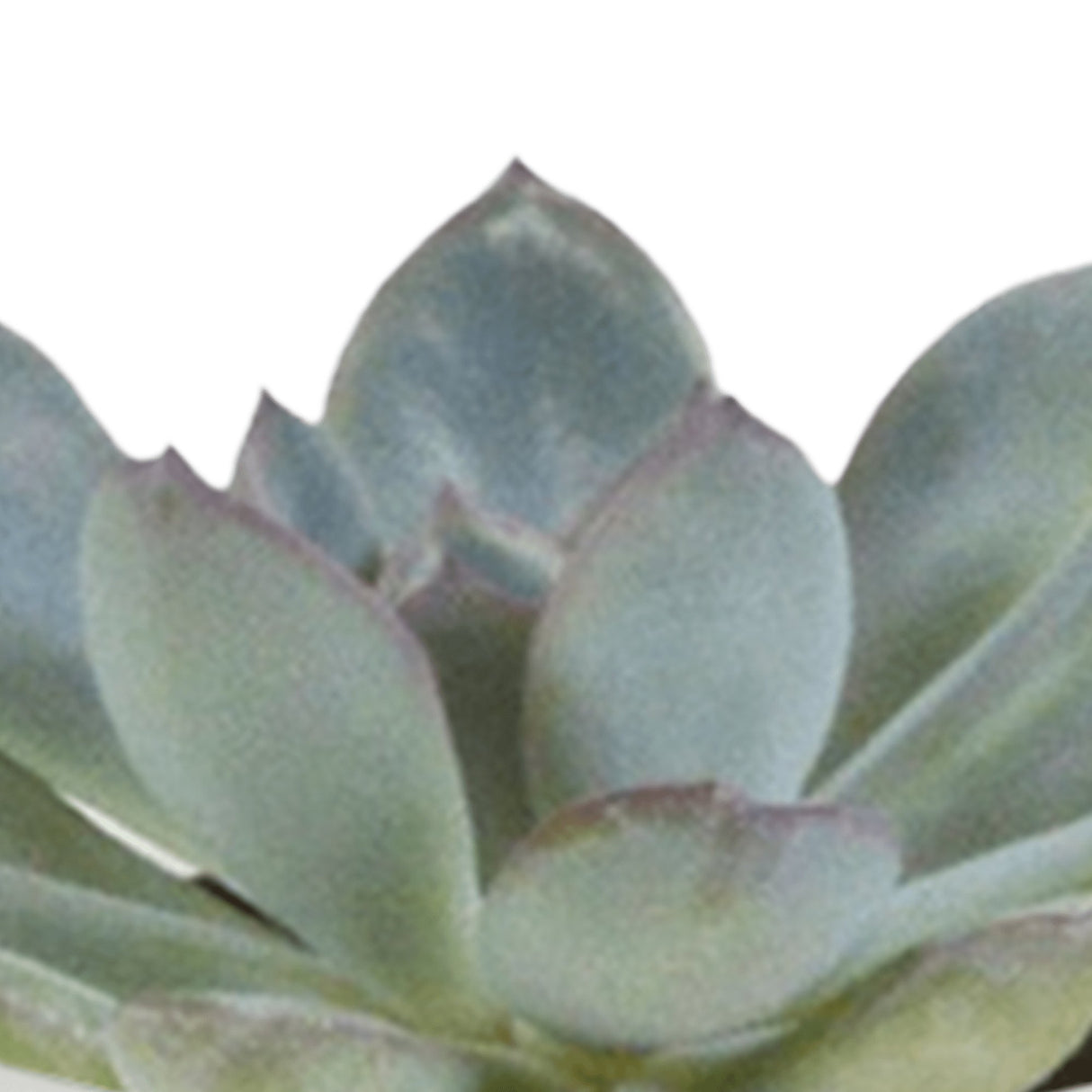 Livraison plante Coffret cactus et ses caches - pots blancs - Lot de 15, h13cm
