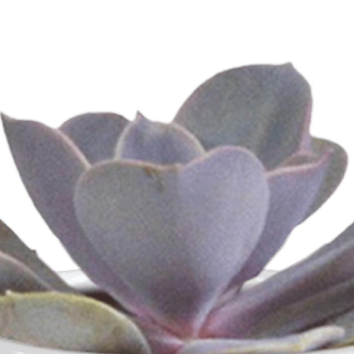Livraison plante Coffret cactus et ses caches - pots blancs - Lot de 15, h13cm