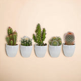 Livraison plante Coffret cactus et ses caches - pots blancs - Lot de 5 plantes, h40cm