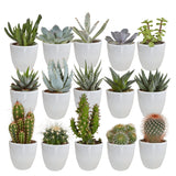 Livraison plante Coffret cactus et ses caches - pots blancs - Lot de 5 plantes, h40cm