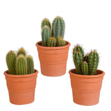 Livraison plante Coffret cactus et ses caches - pots terracotta - Lot de 3 plantes, h23cm