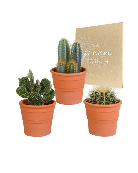 Livraison plante Coffret cactus et ses caches - pots terracotta - Lot de 3 plantes, h23cm