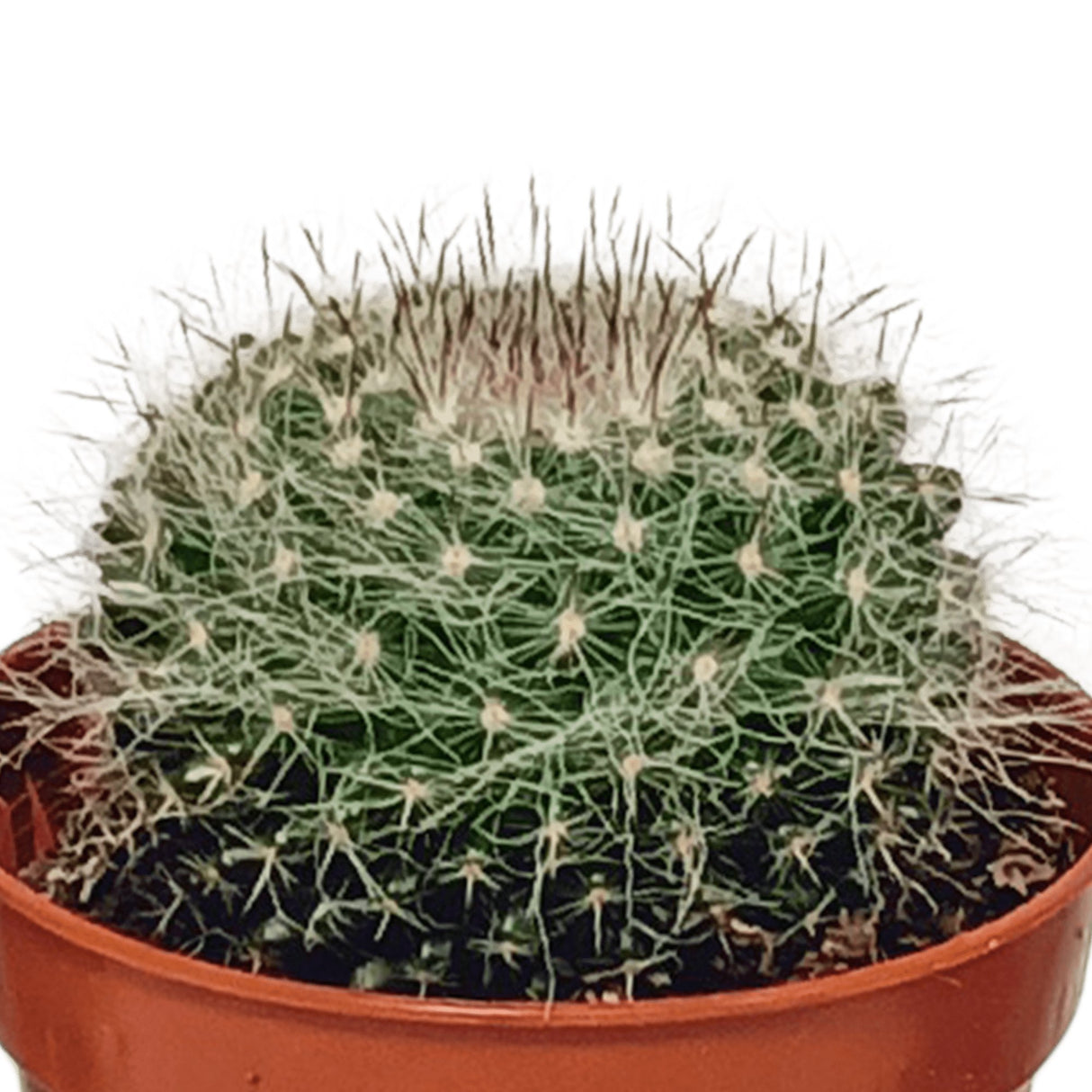 Livraison plante Coffret cactus - Lot de 10 plantes, h13cm