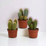 Livraison plante Coffret cactus - Lot de 3 plantes, h23cm