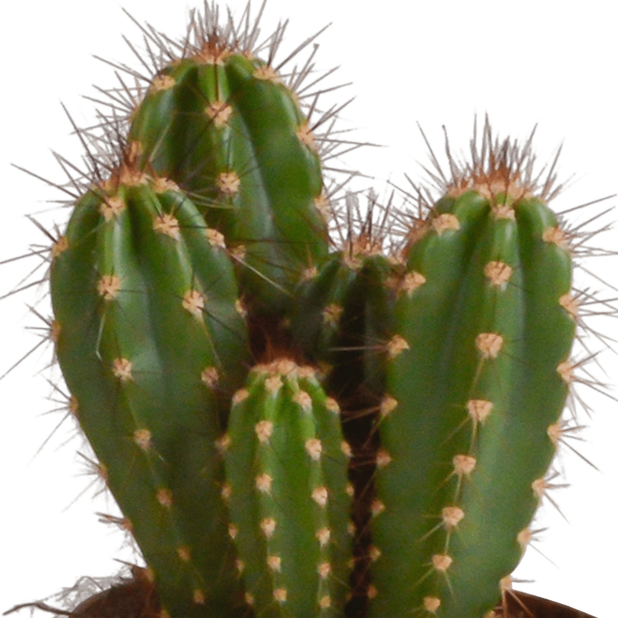 Livraison plante Coffret cactus - Lot de 3 plantes, h23cm