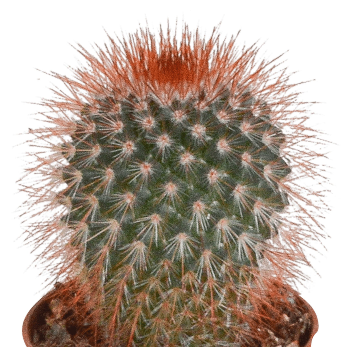 Livraison plante Coffret cactus - Lot de 5 plantes, h13cm