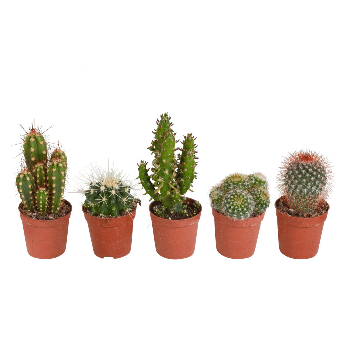 Livraison plante Coffret cactus - Lot de 5 plantes, h13cm