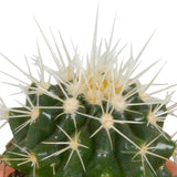 Livraison plante Coffret cactus, succulentes - Lot de 15 plantes, h13cm