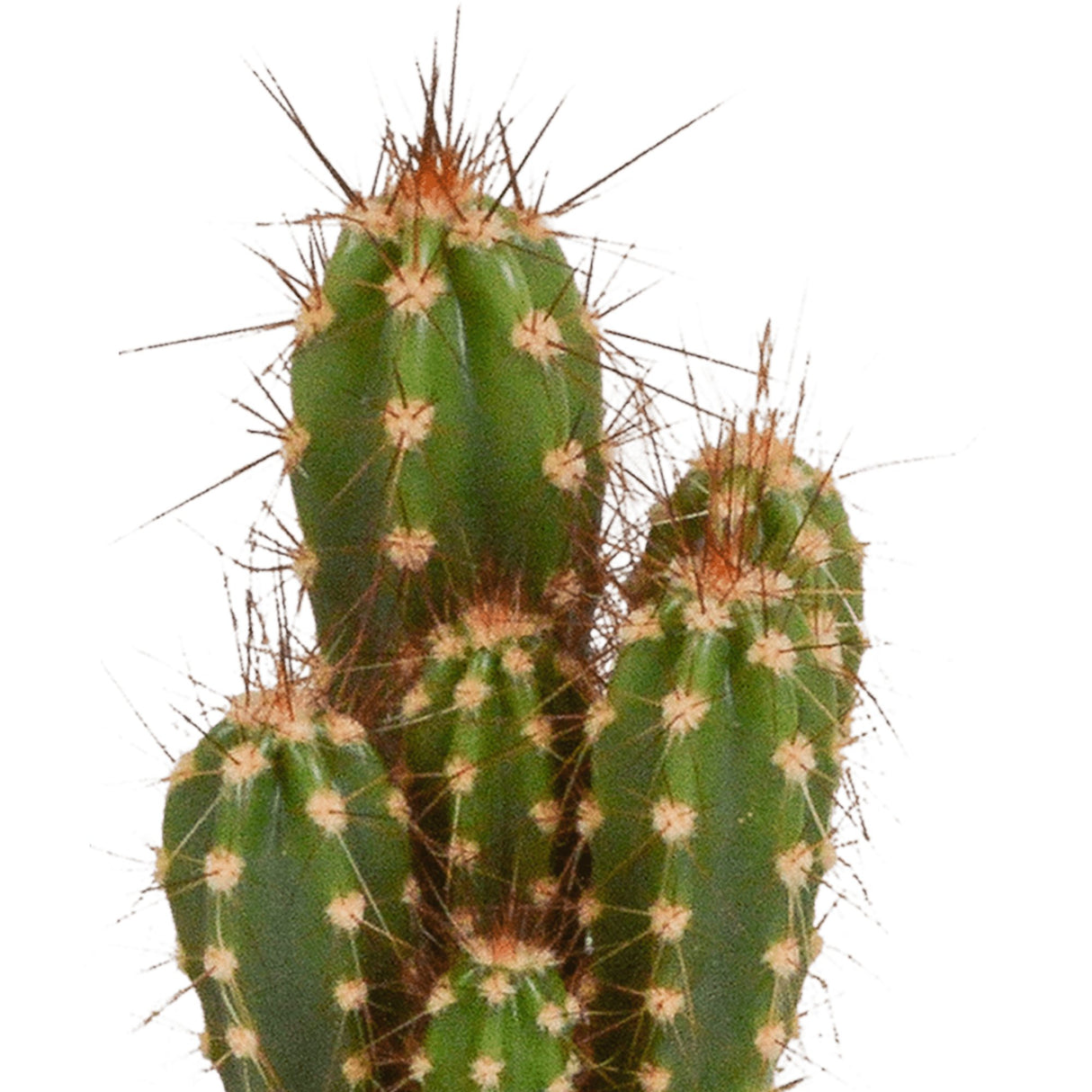 Livraison plante Coffret cactus, succulentes - Lot de 15 plantes, h13cm