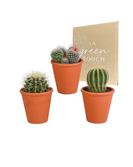 Livraison plante Coffret cadeau cactus et ses caches - pots terracotta - Lot de 3 plantes, h16cm