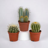 Livraison plante Coffret cadeau cactus - Lot de 3 plantes, h18cm