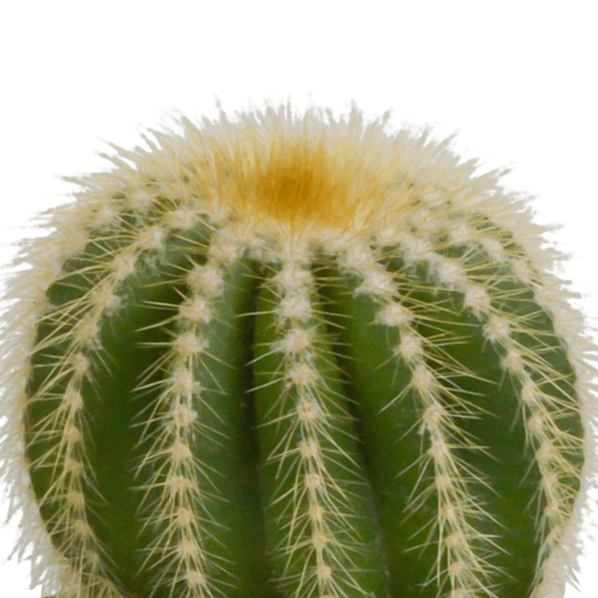 Livraison plante Coffret cadeau cactus - Lot de 3 plantes, h18cm