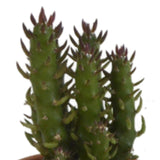 Livraison plante Coffret cadeau cactus - Lot de 5 plantes, h13cm