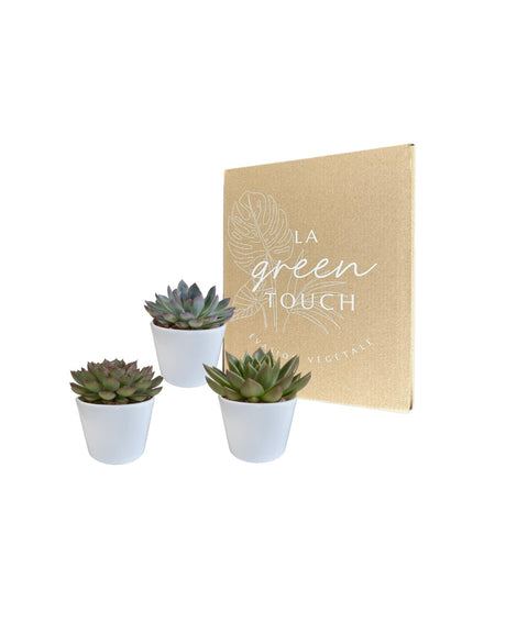 Livraison plante Coffret cadeau echeveria et ses caches - pots blancs - Lot de 3 plantes, h21cm