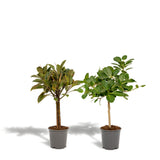 Livraison plante Coffret cadeau Ficus - Lot de 2 plantes, h90cm