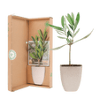 Livraison plante Coffret cadeau Petit Olivier