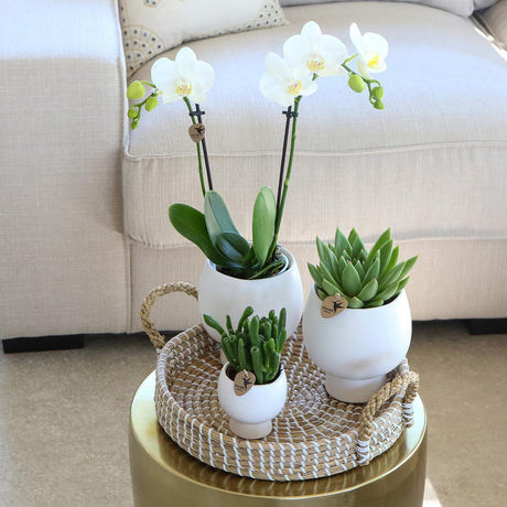 Livraison plante Coffret Cadeau Scandic : Orchidée Phalaenopsis Blanche et Plantes Succulentes