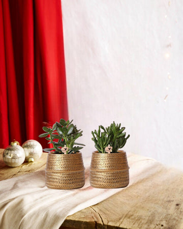 Coffret cadeau succulente et ses caches-pots dorés - Lot de 2, h20cm