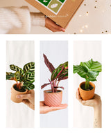 Livraison plante Coffret Calathea lovers - Trio de Baby plantes