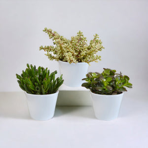 Livraison plante Coffret crassula et ses caches - pots blancs - Lot de 3 plantes, h21cm