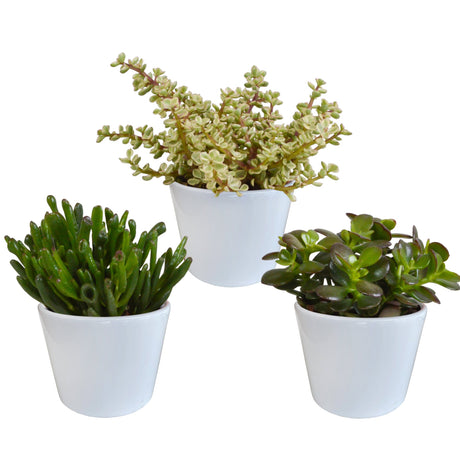 Livraison plante Coffret crassula et ses caches - pots blancs - Lot de 3 plantes, h21cm