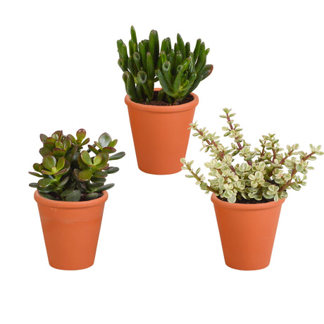 Livraison plante Coffret Crassula et ses caches - pots terracotta - Lot de 3 plantes, h18cm