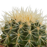 Livraison plante Coffret de Cactus & Succulentes