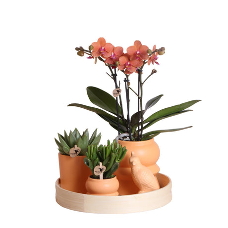 Livraison plante Coffret d'Orchidée Phalaenopsis orange et plantes grasses et ses caches - pots en céramique