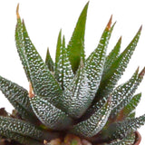 Livraison plante Coffret Gasteria, Haworthia et ses caches - pots blancs - Lot de 5 plantes, h13cm