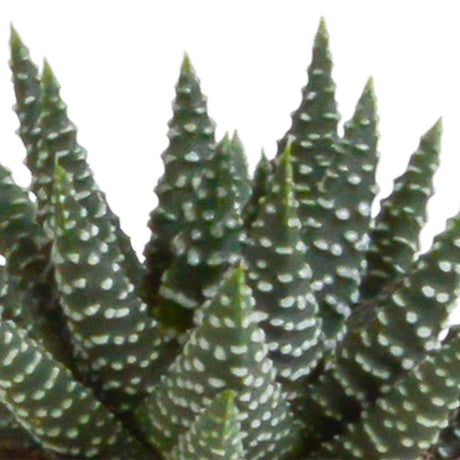 Livraison plante Coffret Gasteria, Haworthia et ses caches - pots terracotta - Lot de 5 plantes, h13cm