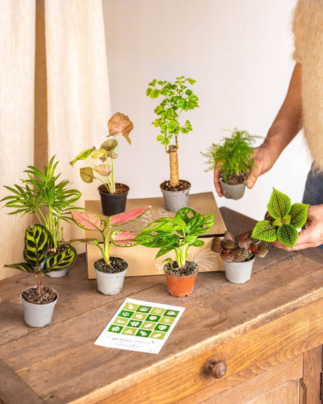 Livraison plante Coffret Perfect plant gift - Trio de Baby plantes