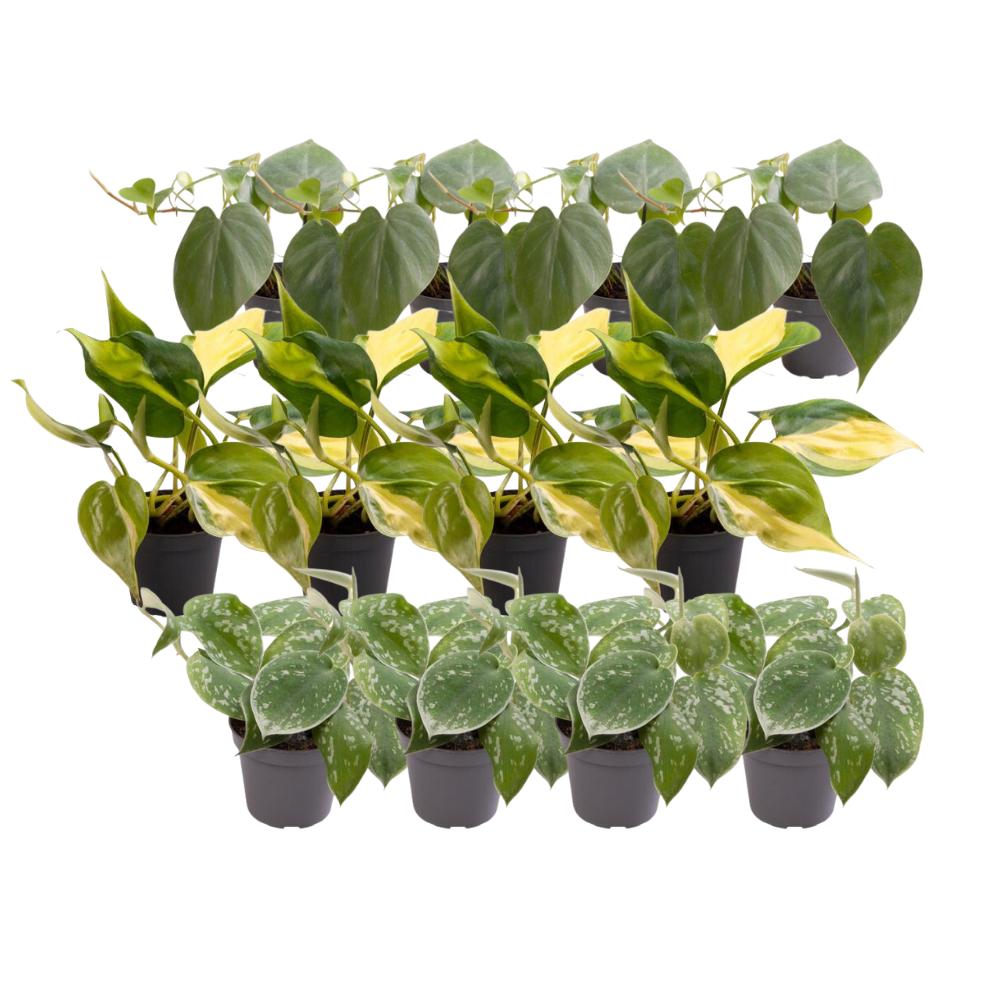 Livraison plante Coffret Philodendron Scandens - Lot de 12 plantes