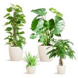 Livraison plante 🌿 Coffret – Plantes faciles d’entretien (x4)