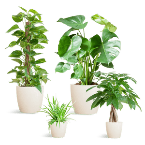 Livraison plante 🌿 Coffret – Plantes faciles d’entretien (x4)