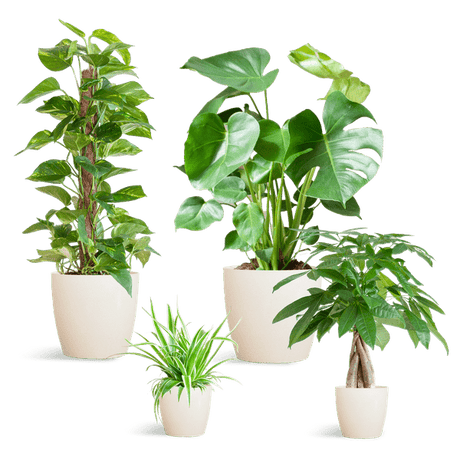 Livraison plante 🌿 Coffret – Plantes faciles d’entretien (x4)